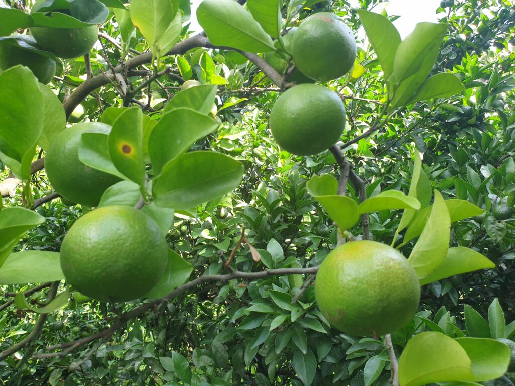 Citrus aurea Hort. ex Yu.Tanaka „Kawabata mikan“