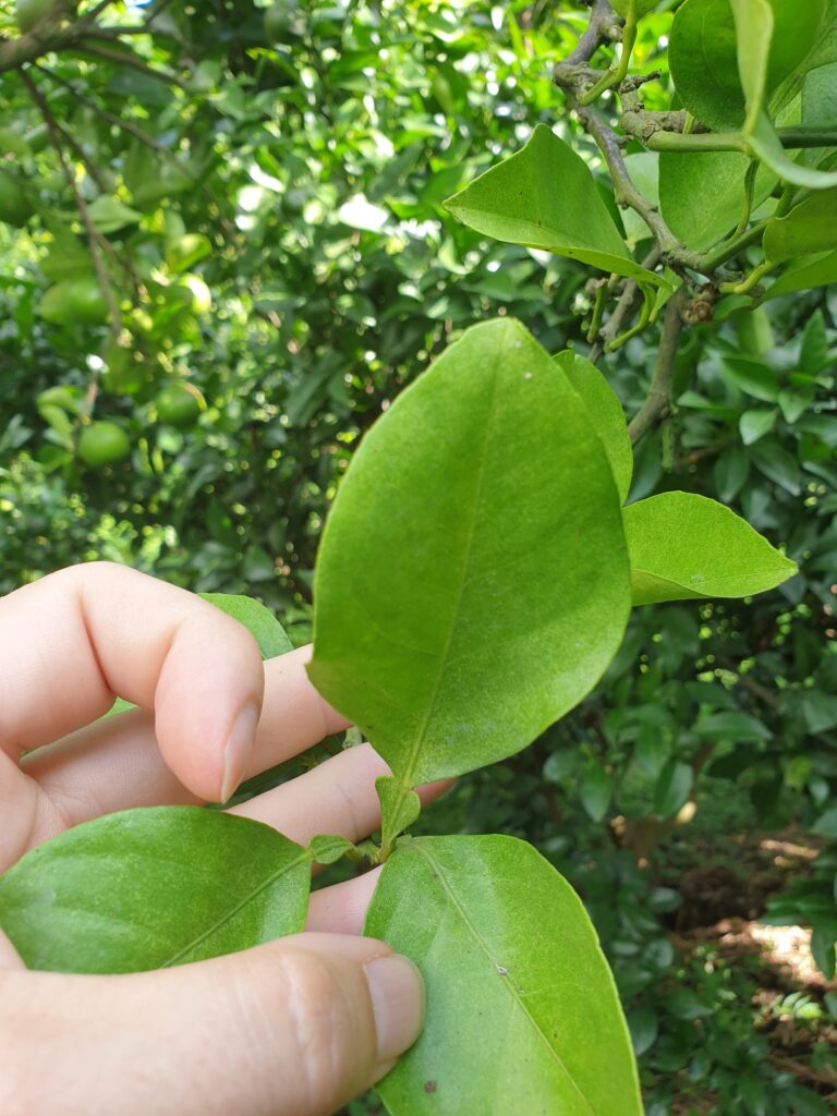 Citrus aurea Hort. ex Yu.Tanaka „Kawabata mikan“