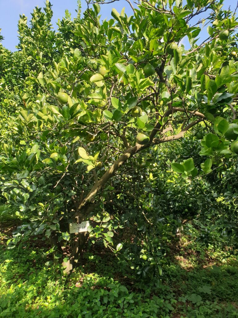 Citrus aurea Hort. ex Yu.Tanaka „Kawabata mikan“