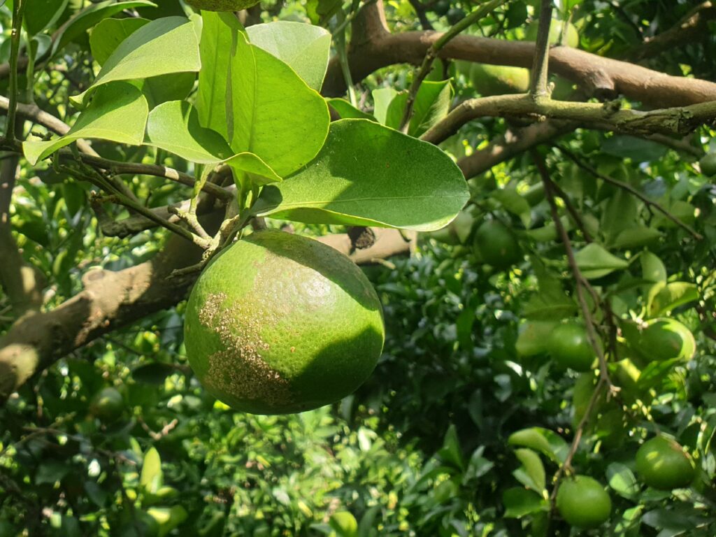 Citrus aurea Hort. ex Yu.Tanaka „Kawabata mikan“