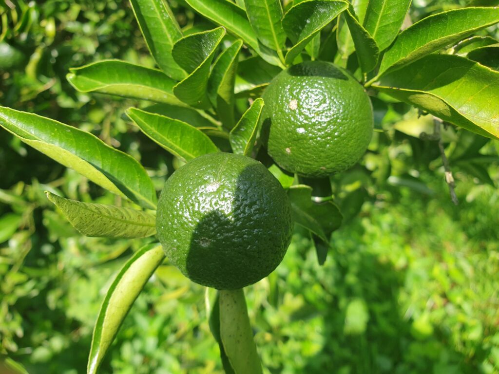 Citrus genshokan Hort. ex Yu.Tanaka „Genshokan“