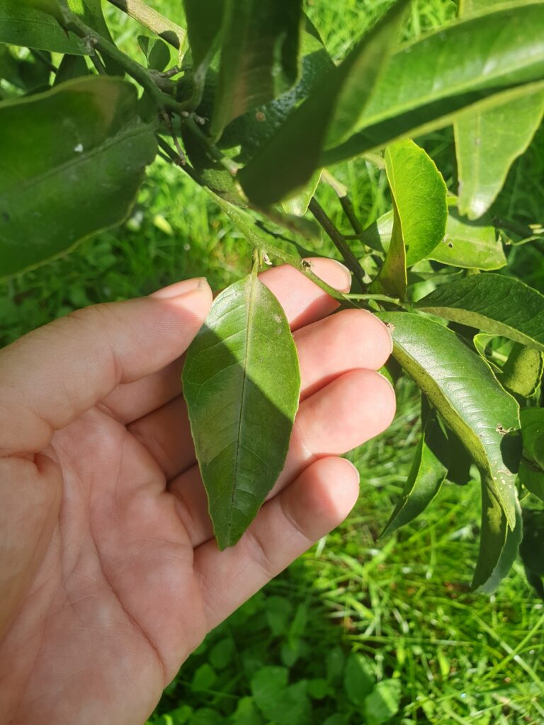 Citrus genshokan Hort. ex Yu.Tanaka „Genshokan“
