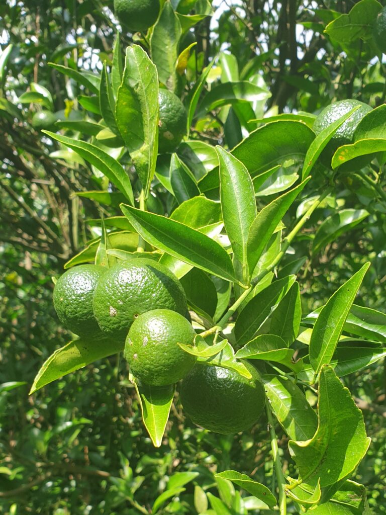Citrus genshokan Hort. ex Yu.Tanaka „Genshokan“