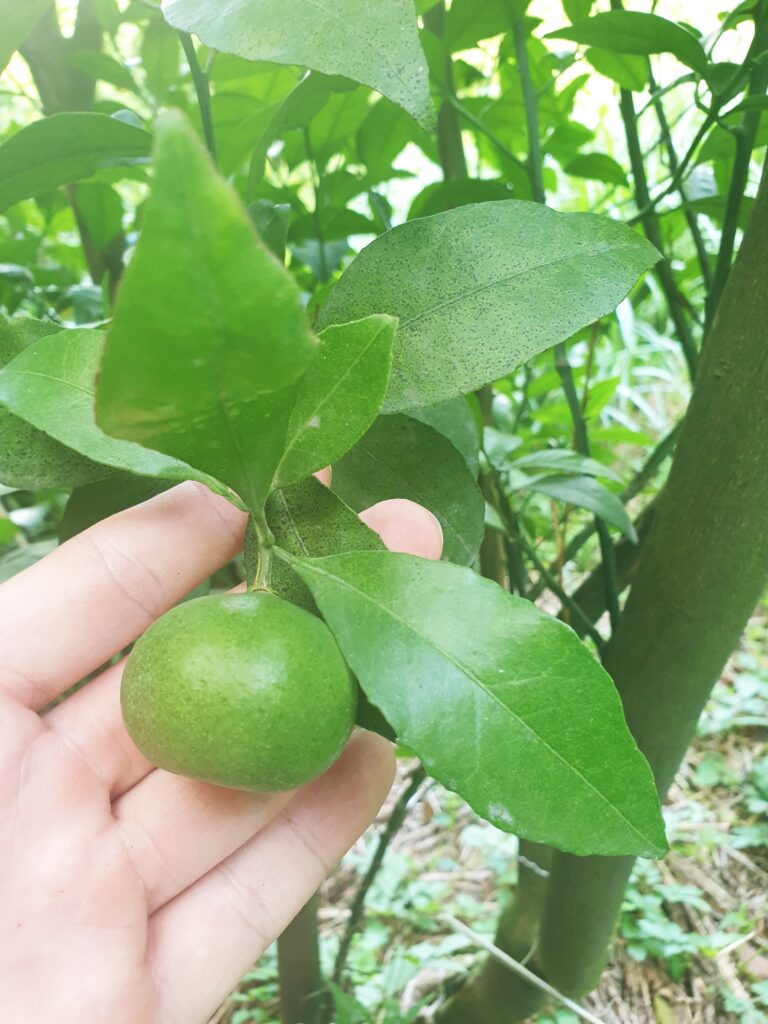 Citrus leiocarpa Hort. ex Yu.Tanaka „Koji“