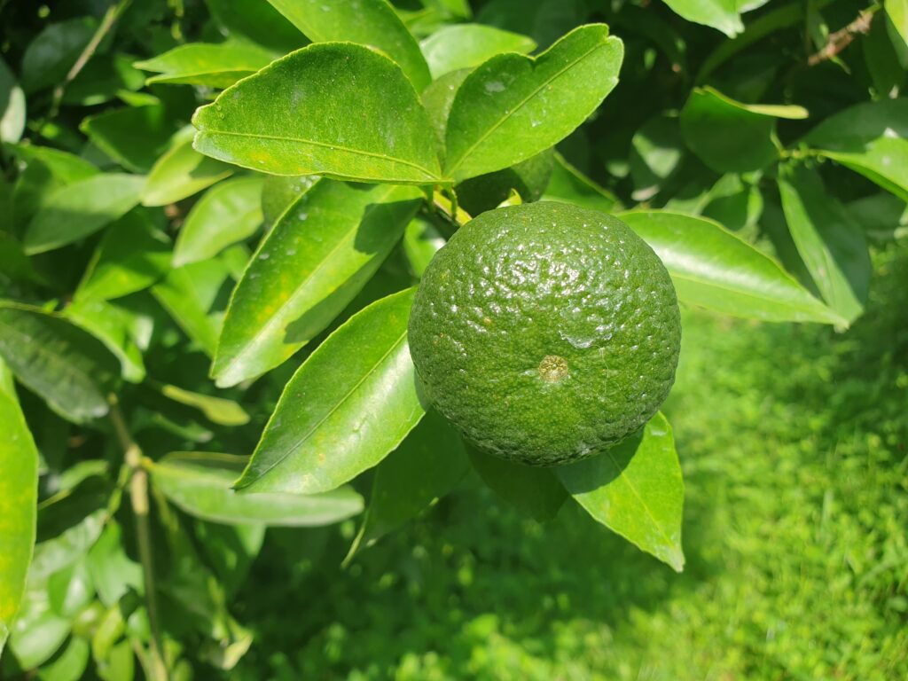 Citrus sp.  „Shimamikan"