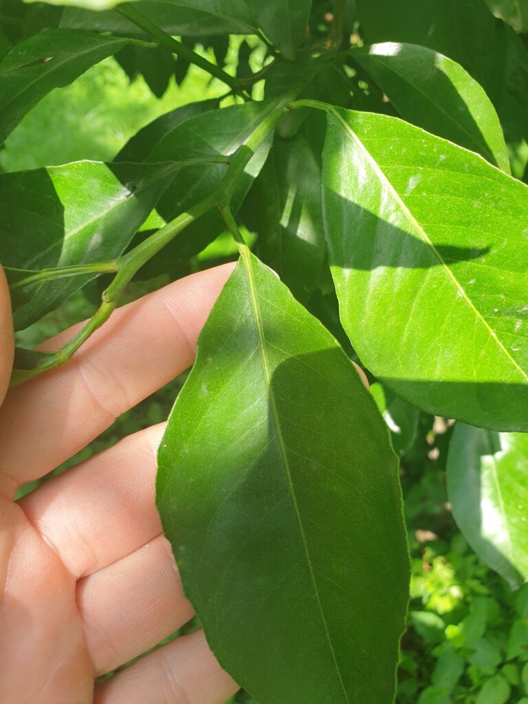 Citrus sp.  „Shimamikan"
