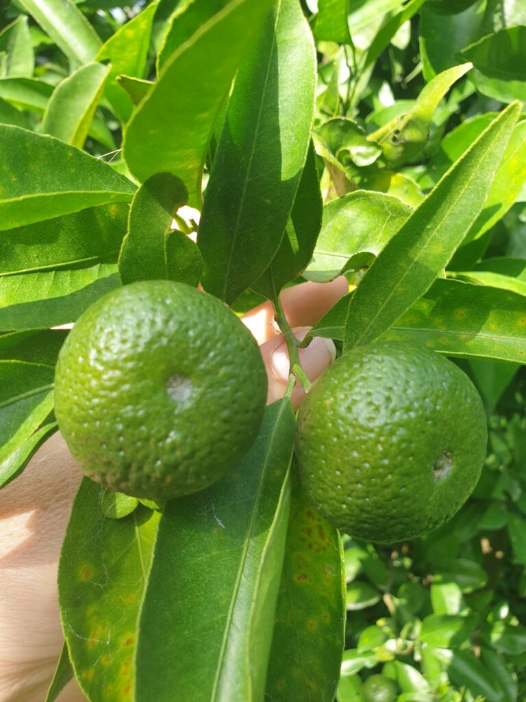 Citrus sp.  „Shimamikan"