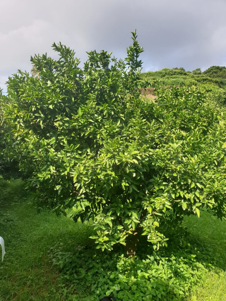 Citrus sp.  „Shimamikan"