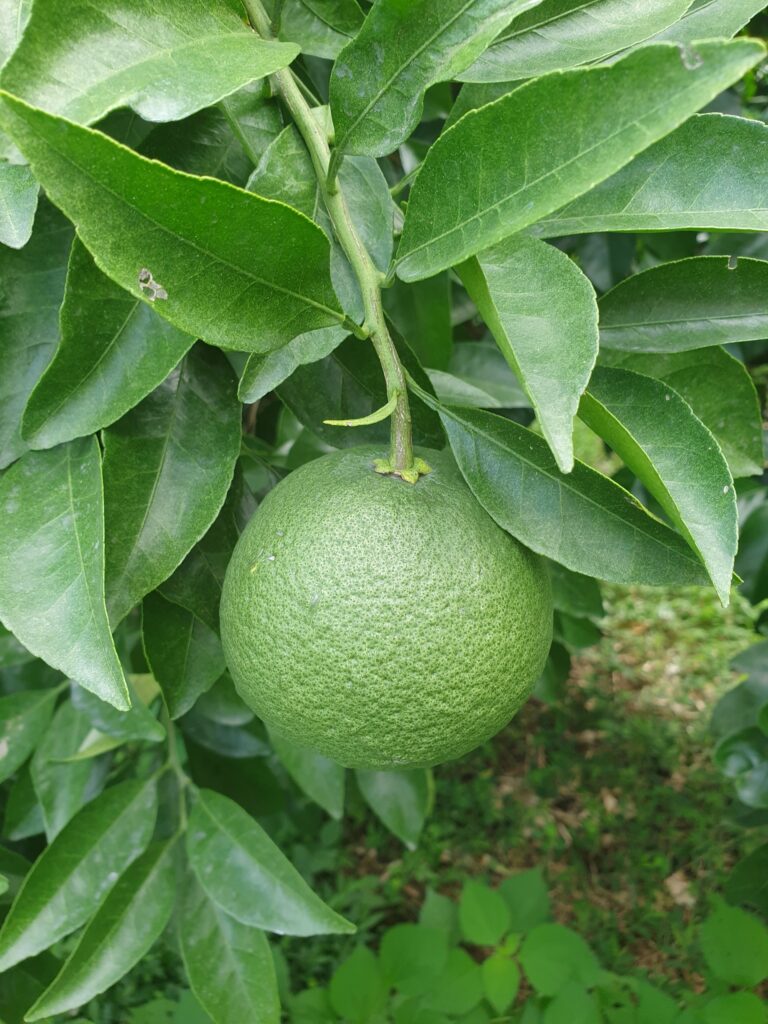 Beni Amanatsu