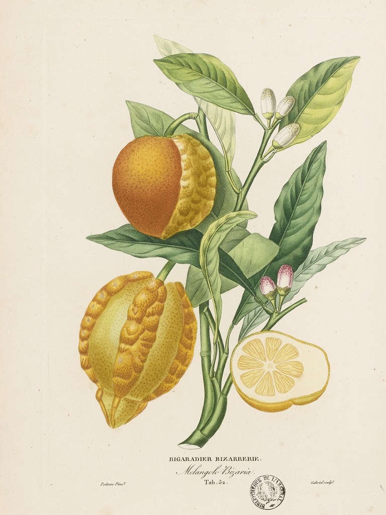Citrus aurantium "Bizzarria"