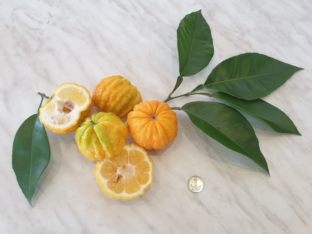 Citrus aurantium ‘Consolei’ Hort.