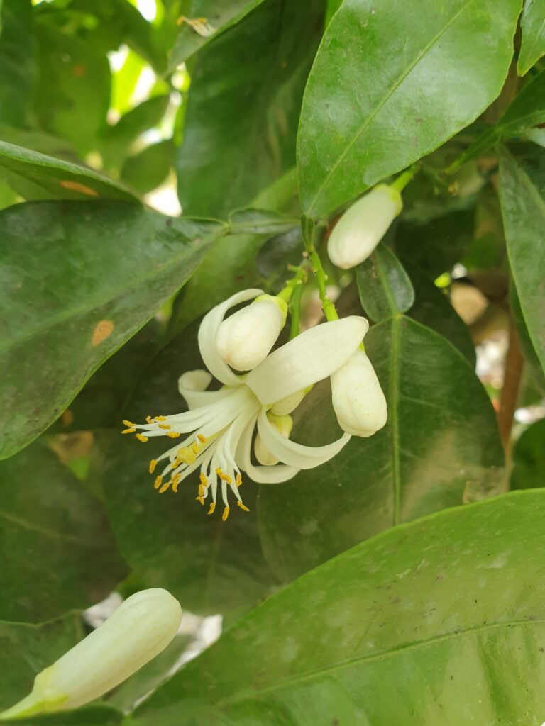 Citrus aurantium ‘Consolei’ Hort.