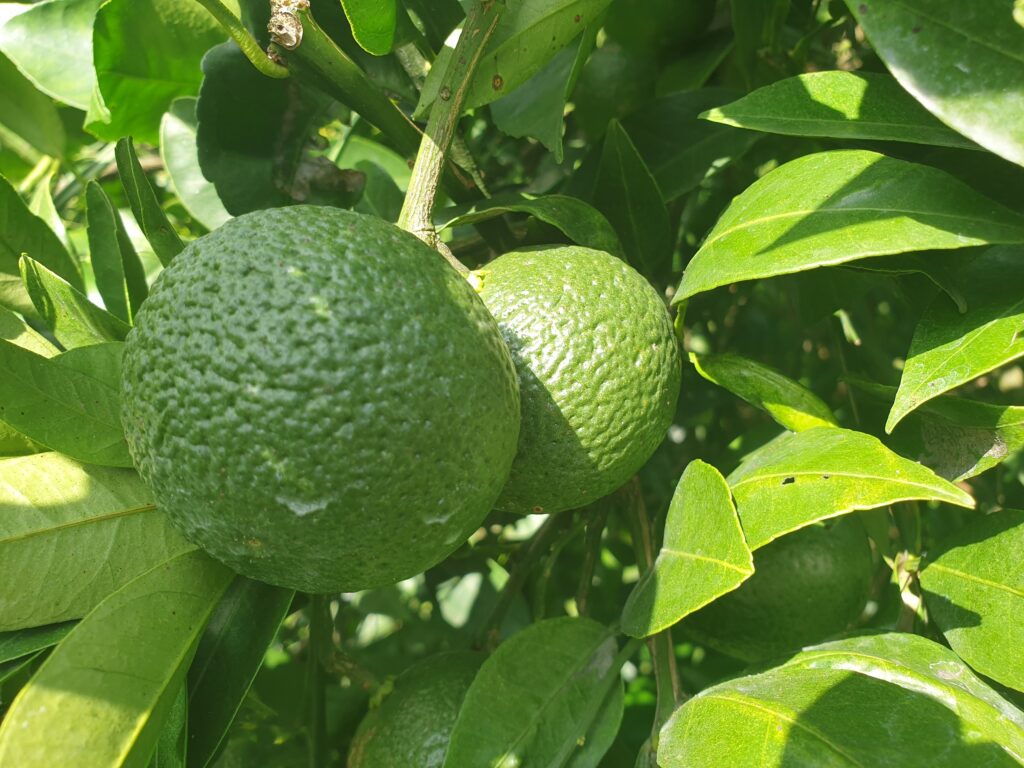 Citrus flaviculpus Hort. ex Tanaka „Ógonkan“