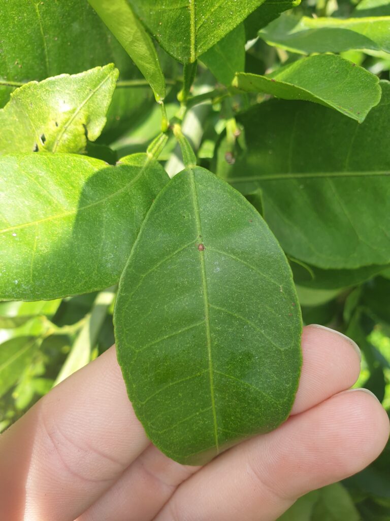 Citrus flaviculpus Hort. ex Tanaka „Ógonkan“