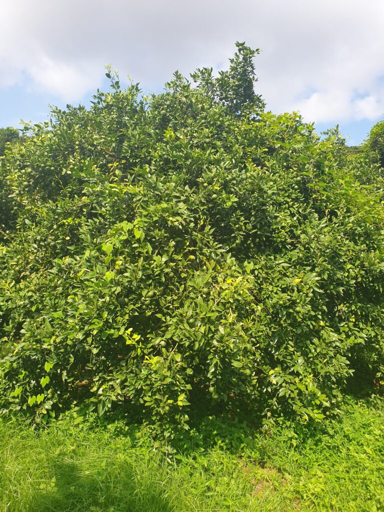 Citrus flaviculpus Hort. ex Tanaka „Ógonkan“
