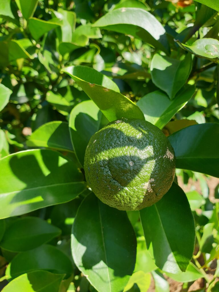 Citrus rokugatsu Hort. ex Yu.Tanaka „Rokugatsu-mikan“