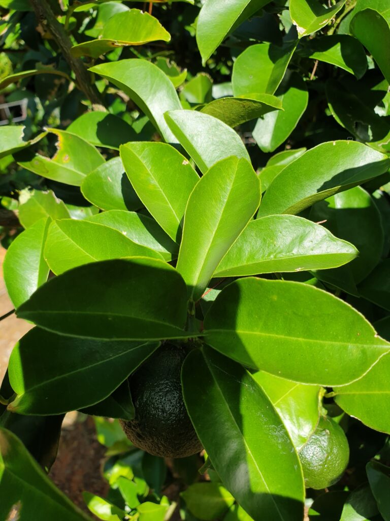 Citrus rokugatsu Hort. ex Yu.Tanaka „Rokugatsu-mikan“