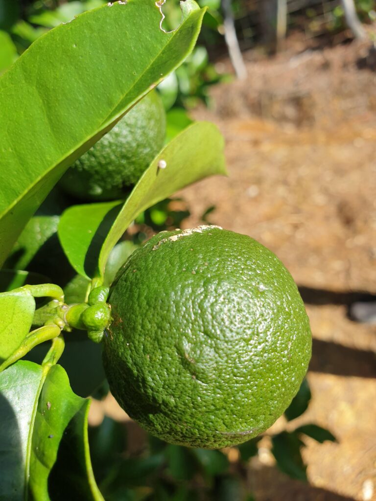 Citrus rokugatsu Hort. ex Yu.Tanaka „Rokugatsu-mikan“
