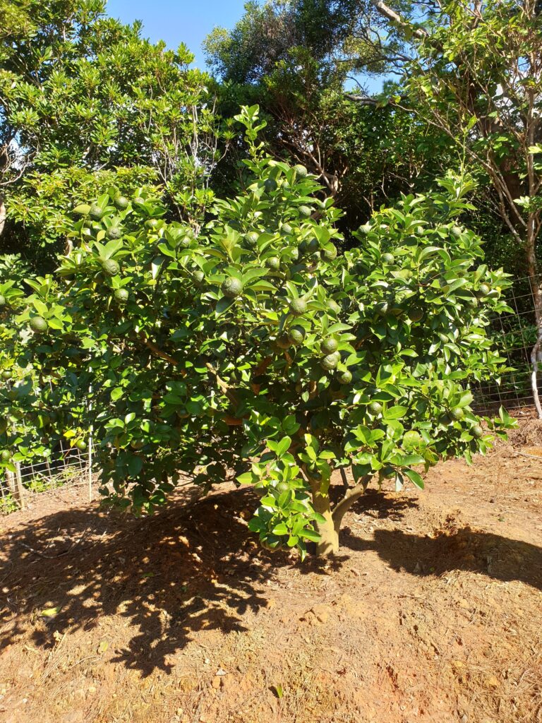 Citrus rokugatsu Hort. ex Yu.Tanaka „Rokugatsu-mikan“