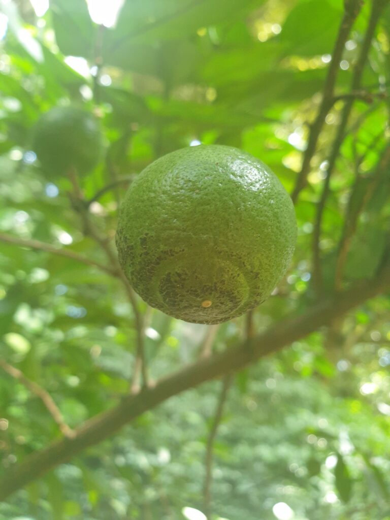Citrus rokugatsu Hort. ex Yu.Tanaka „Rokugatsu-mikan“