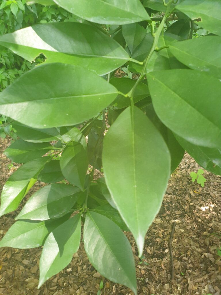 Citrus rokugatsu Hort. ex Yu.Tanaka „Rokugatsu-mikan“