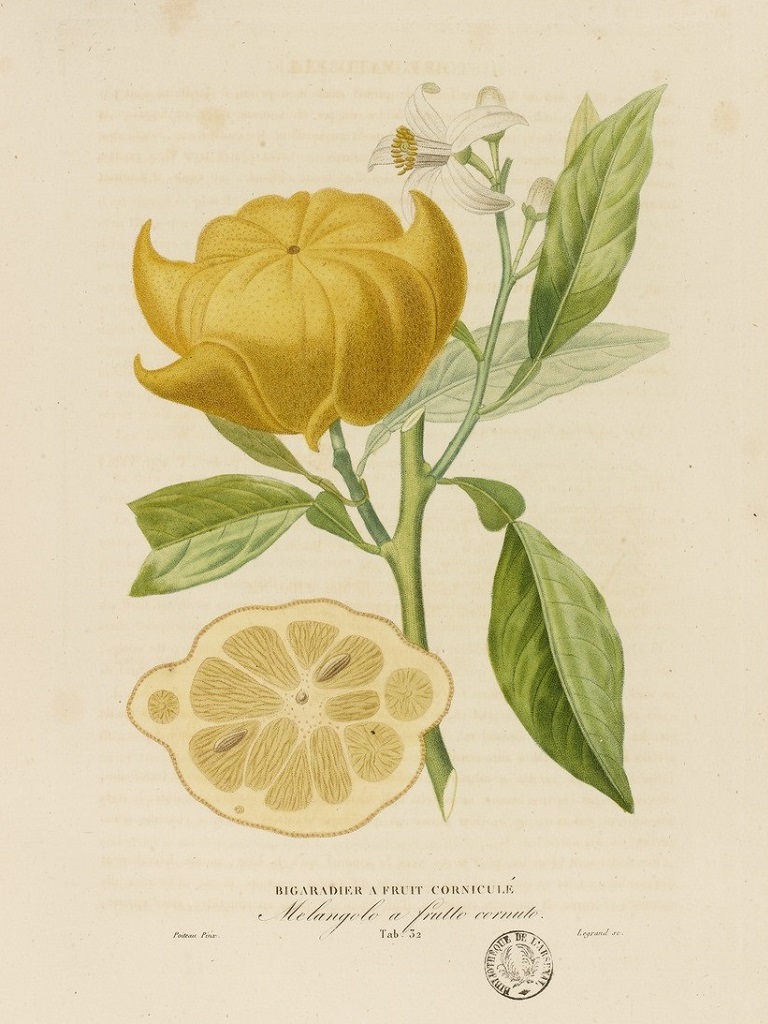 Citrus aurantium "Corniculata"