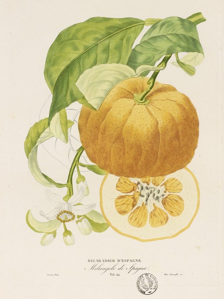 Citrus aurantium "Seville"