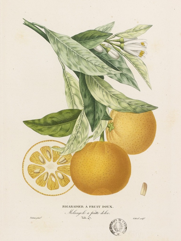 Citrus aurantium ‘Doux’ 