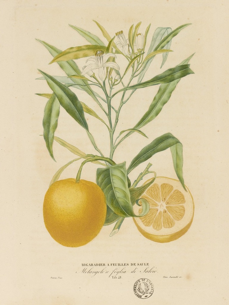 Citrus aurantium "Willowleaf"