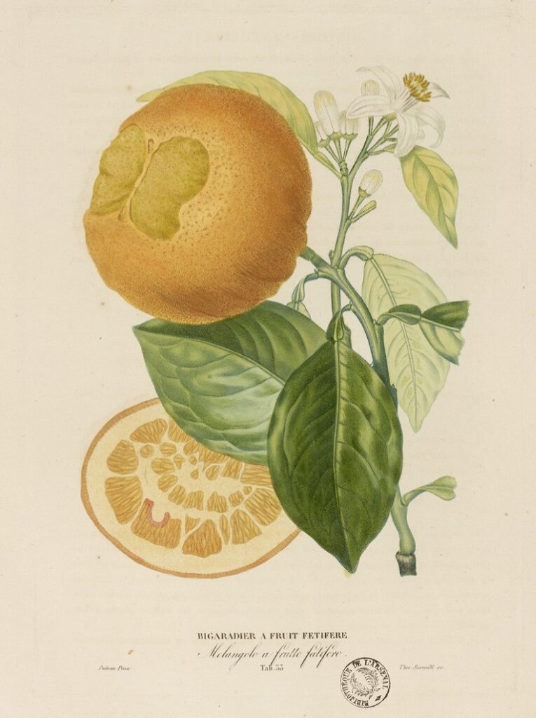 Citrus aurantium "Foetifera"