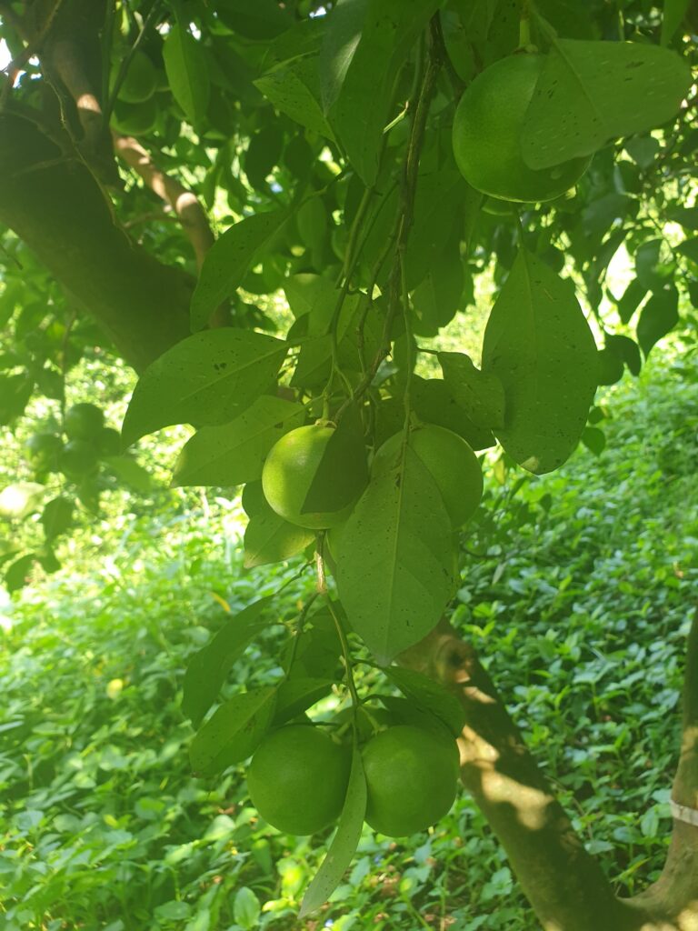 Citrus sp. "Hetsuka Daidai"