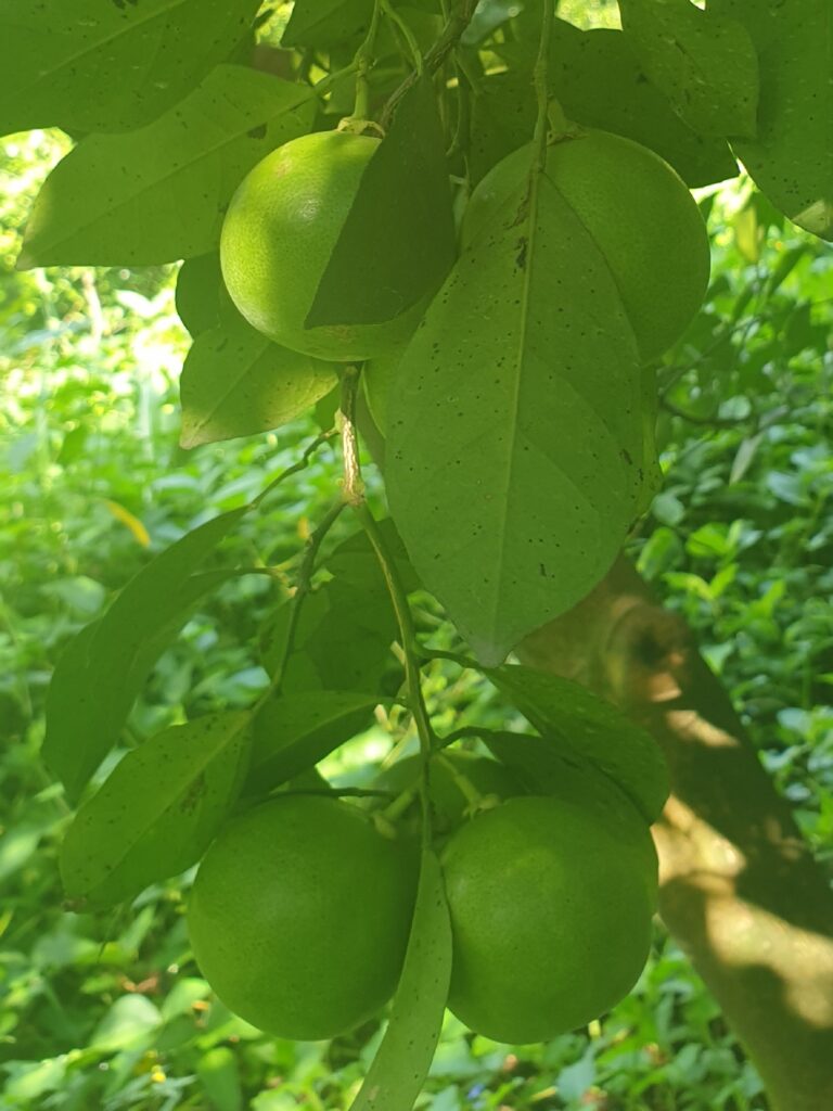 Citrus sp. "Hetsuka Daidai"