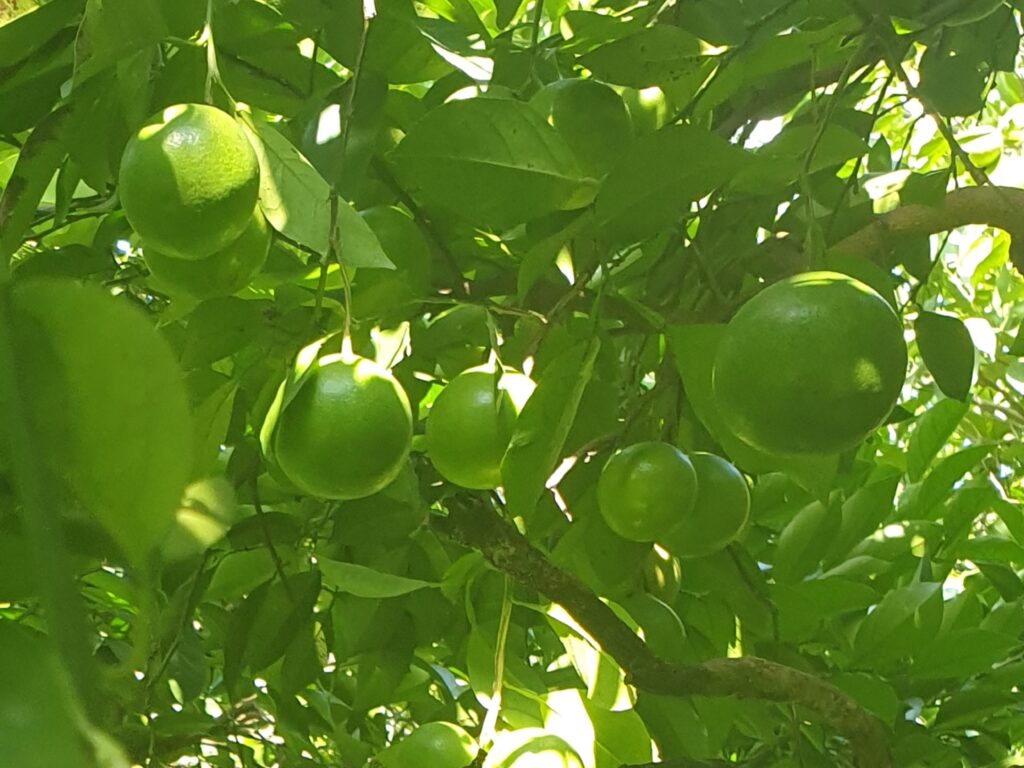 Citrus sp. "Hetsuka Daidai"