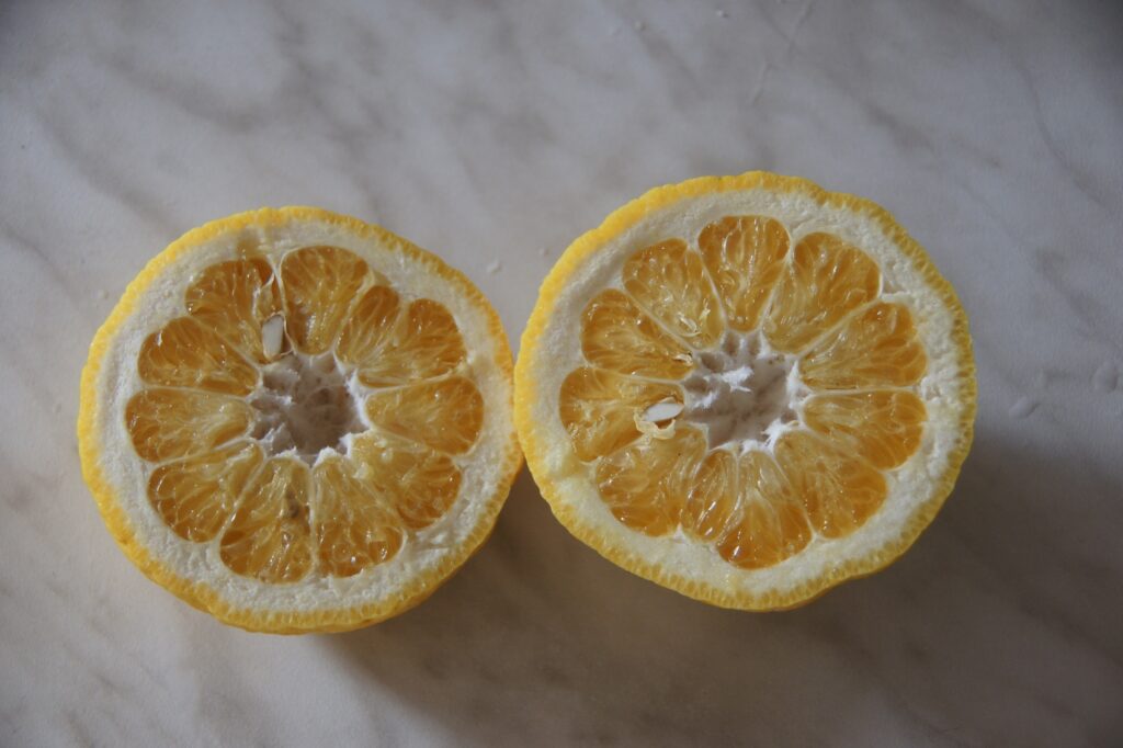 Citrus natsudaidai Hayata 