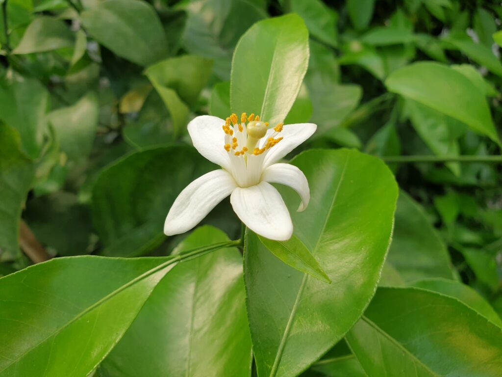 Citrus natsudaidai Hayata 