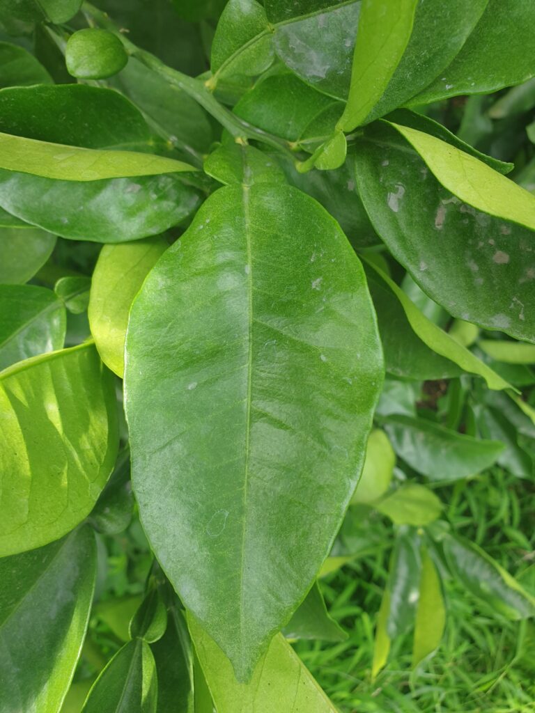 Citrus otachibana Hort. ex Yu.Tanaka "Ōtachibana"