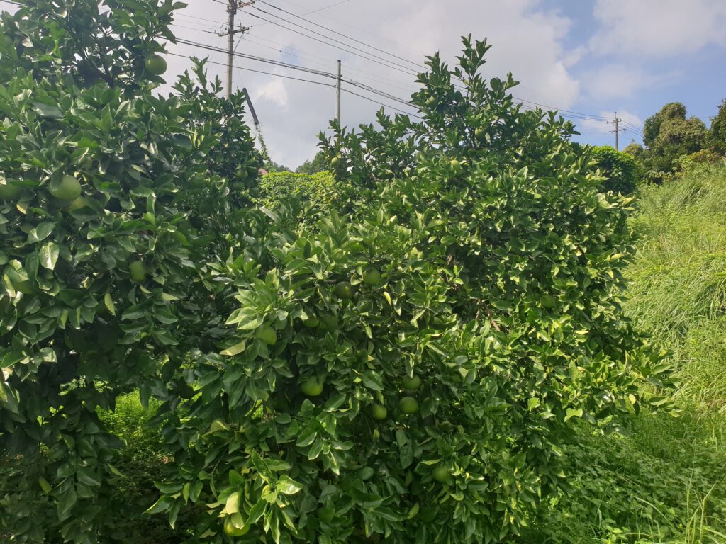 Citrus otachibana Hort. ex Yu.Tanaka "Ōtachibana"