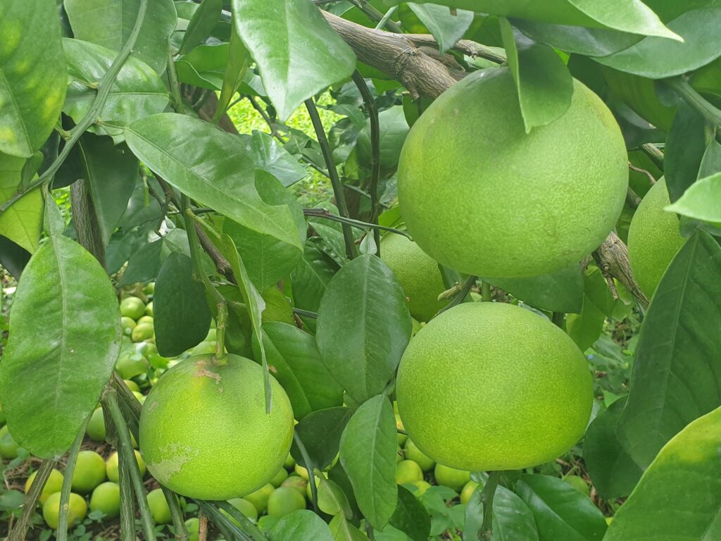 Citrus otachibana Hort. ex Yu.Tanaka "Ōtachibana"