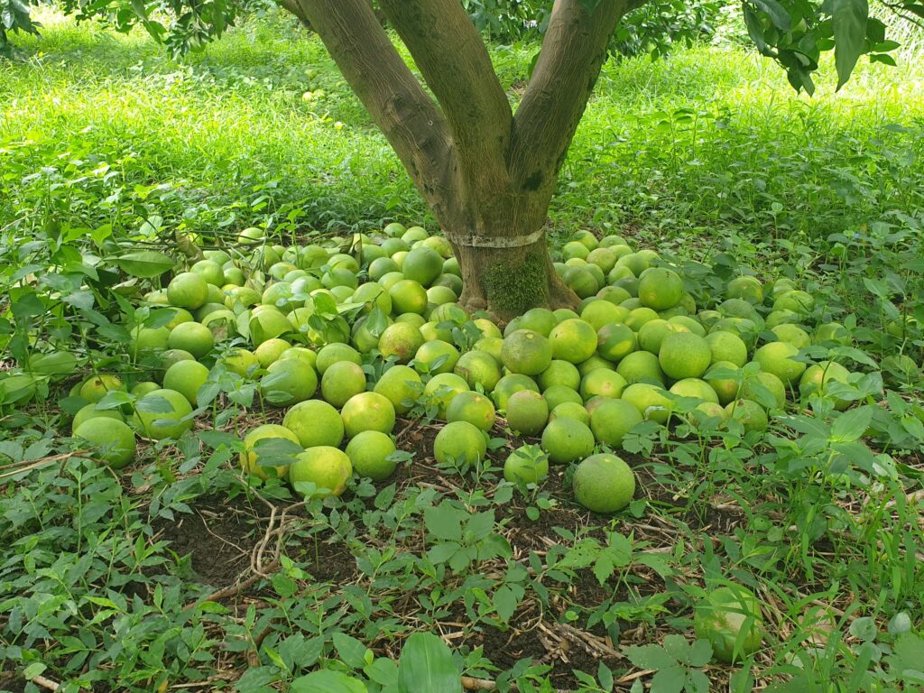 Citrus otachibana Hort. ex Yu.Tanaka "Ōtachibana"