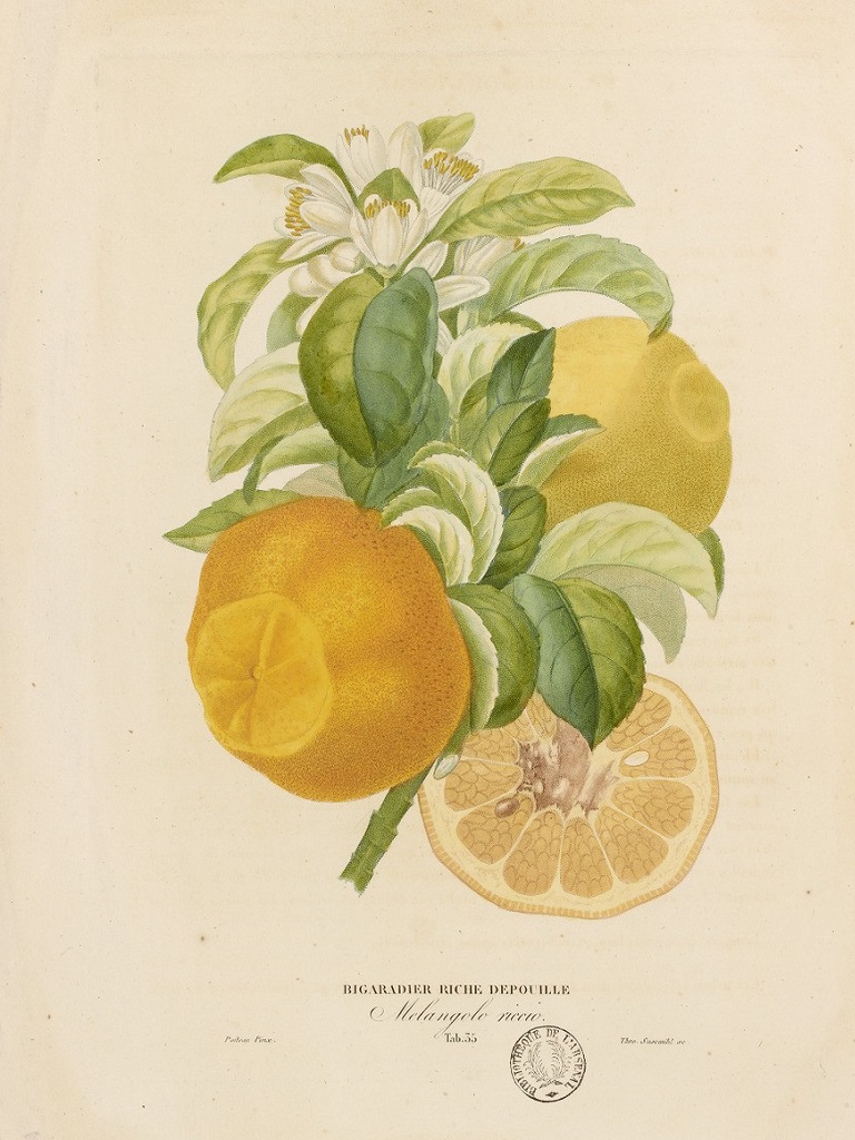 Citrus aurantium "Riche Défouillé"