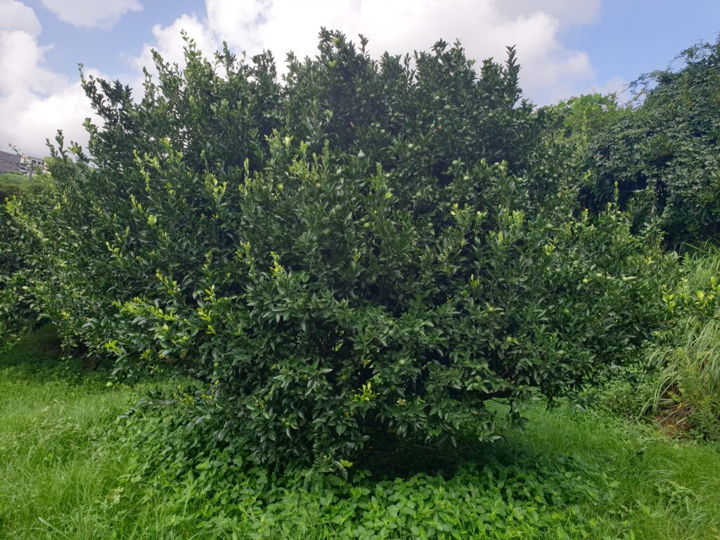 Citrus kinokuni Hort. ex Yu.Tanaka "Kishū-mikan"