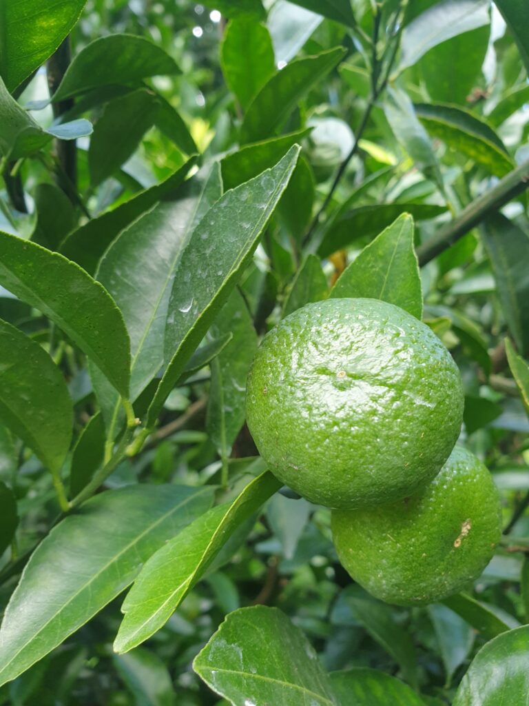 Citrus kinokuni Hort. ex Yu.Tanaka "Kishū-mikan"
