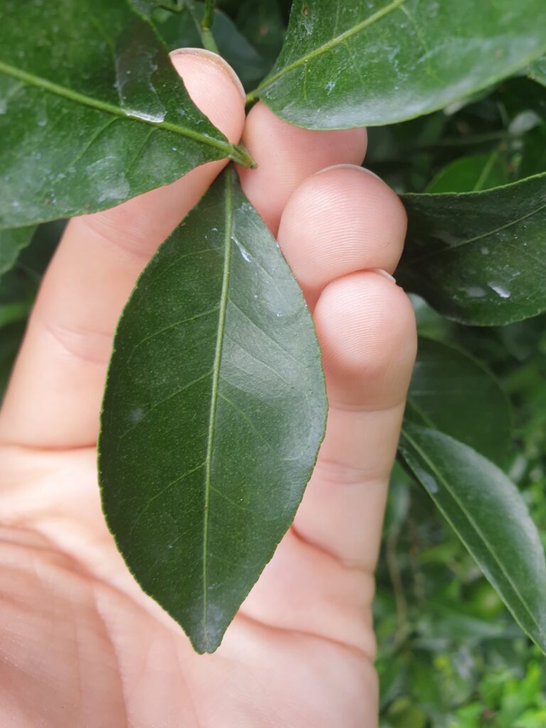 Citrus kinokuni Hort. ex Yu.Tanaka "Kishū-mikan"