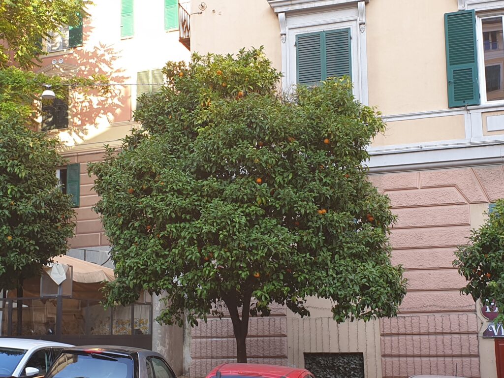 C. aurantium subsp. amara "Seville orange"