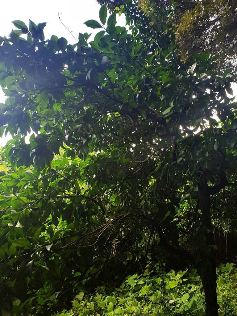Citrus sp. “Shiiku”