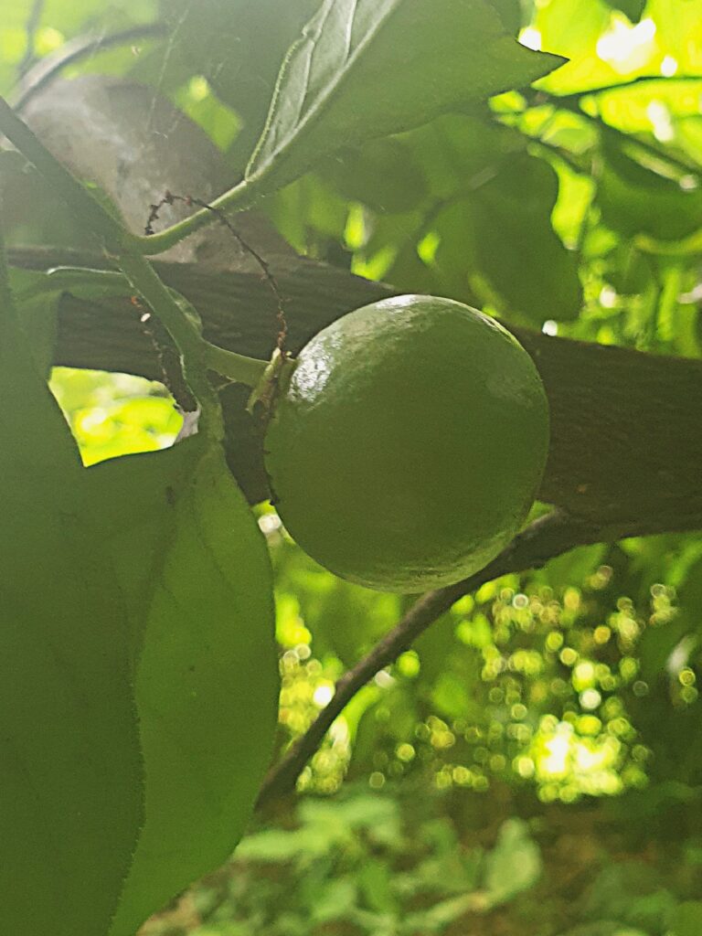 Citrus sp. “Shiiku”
