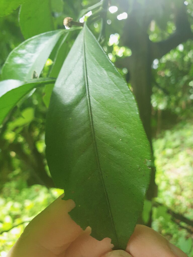 Citrus sp. “Shiiku”