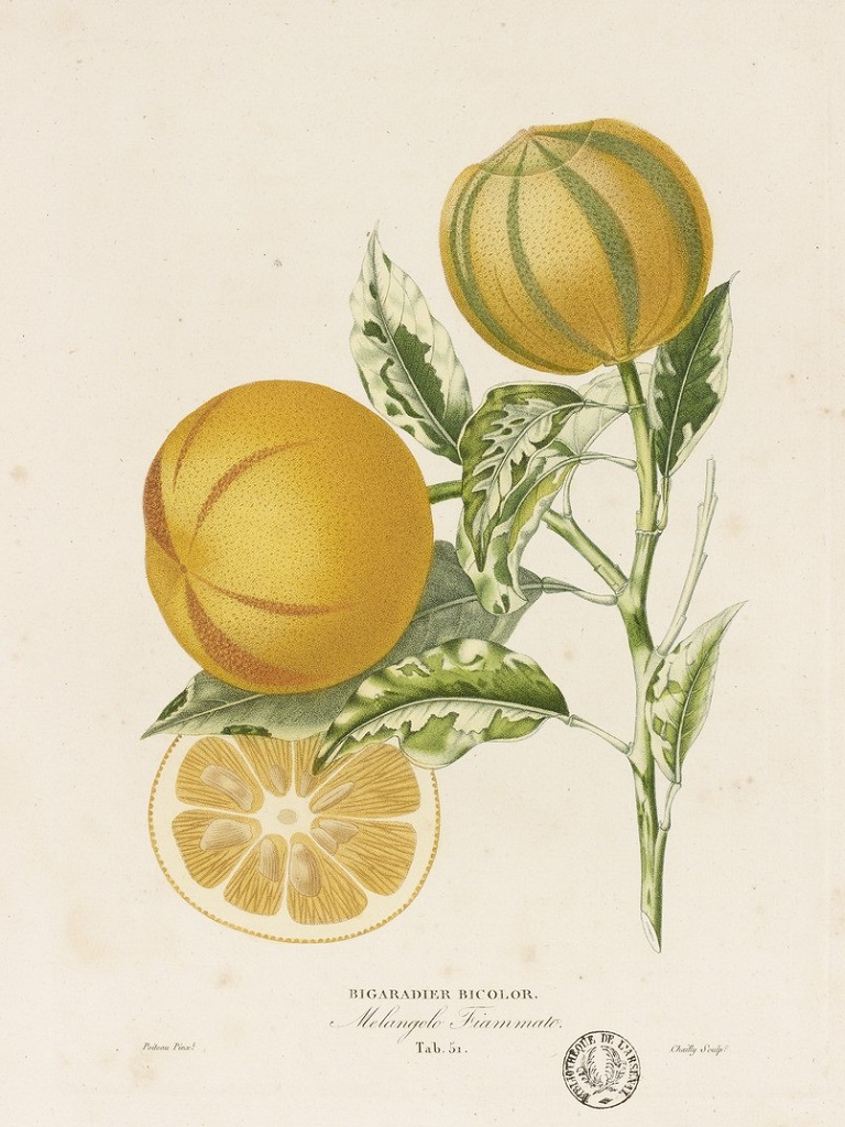 Citrus aurantium "Virgatum" (Fasciata)