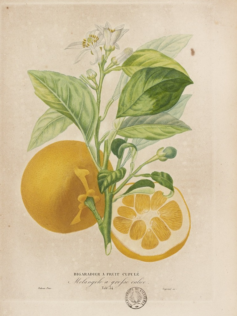 Citrus aurantium "Zadaidai"