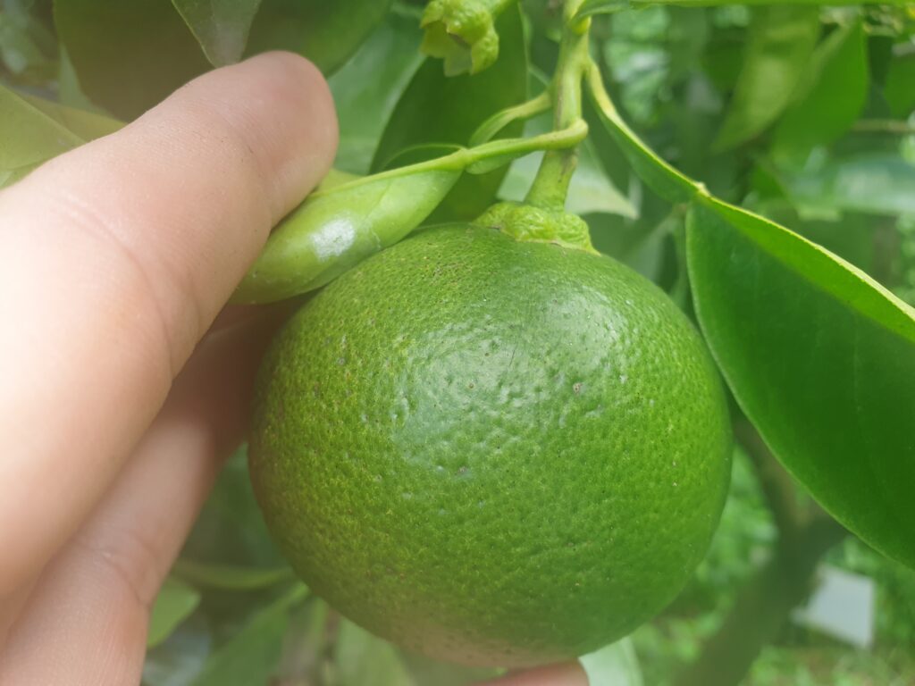 Citrus aurantium var. Cyathifera "Zadaidai"